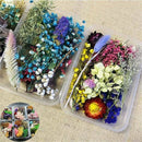 1Box Real Dried Leaf Flowers Plant Herbarium Jewelry Craft Home Decor newly