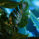 Artificial Aquarium Plant Water Grass Real Look FishTank Dec Ornament J6N4