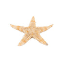 Small Starfish Star Sea Shell Beach Craft 0.4 inch-1.2 inch 90 Pcs