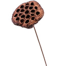 Lotus Natural Dried Flowers Bouquet Branch Decorations Floral for Party H-3C