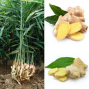 100 pcs ginger seeds 4 seasons zenzero jengibre zingiber seeds roscoe gengib ly