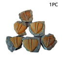100%-Natural Trilobite Tail Fossil Ancient fossils teaching New Coll specim X8F2