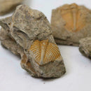 Natural Trilobite Tail Fossil Ancient fossils teaching 2019 specimens Colle E8N3