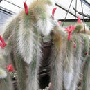 sementes cactus hildewintera colademononis plants succulents seeds home LJ