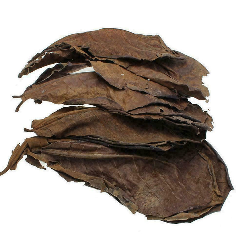 2019 Grade Natural Terminalia Leaves Island Almond Leaf Crystal Shrimp Impr M0Q6