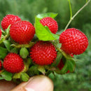 Walderdbeere 500 Samen Fragaria Vesca Rot Wald Erdbeere-Monatserdbeere D6G2 E9J1
