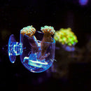 Aquarium Fish Tank Mini Acrylic Crystal Glass Pot Polka Water Potted AquS Hn