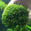 Fish Tank Landscaping Plants Holder Floating Moss For Aquarium V4I0 Ball E1N8