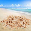Small Starfish Star Sea Shell Beach Craft 0.4 inch-1.2 inch 90 Pcs