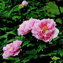 Peony Seeds Plants Ing Greenery Flowers Outdoor 10pcs best P4C4 G1B7