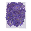 50pcs Pressed Flower Real Natural Dried Flowers for DIY Handmade Craft Blue