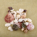 Fashion Aquarium Beach Nautical DIY Shells Mixed Bulk Approx 100g Sea Shell TO