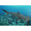 Plastic Shark Statue for Bathroom,Nautical Themed Room,Beach Sde Decor