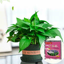 Carbendazim Efficient Bactericide Wettable Powder Flower Plant Decor Z7G6 G B8F1