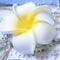 Woman Hawaiian Frangipani Plumeria Flower Hair Clip Pin Brooch Accessory Yellow