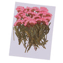100pcs Natural Pressed Dried Flower for Wedding Party Home Holiday Decors