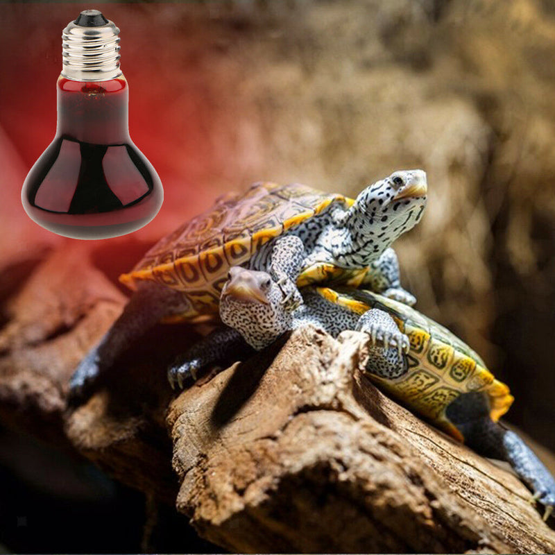 3 Pcs E27 Base Reptile Terrarium UVA Infrared Heat Light Bulb Nightlight 75W