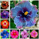 30PCS Giant Hibiscus Seeds Dinnerplate Hibiscus Perennial Flower Q9V0 L7H5