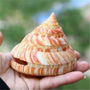 Emperor's Slit Shell Cone Shells Multi-Purpose DIY Crafts Nautical Decors 5