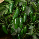 Hot 100 Jalapeno Chile Pepper Samen SuperNon G Heirloom Pflanzensamen L3N4