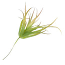 Real Touch Artificial Succulent Plants Landscape Garden DIY Decor Grass L