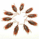 20Pcs Halloween Realistic Rubber Roach Cockroach Simulation Bug Toys L6N8. E2A9