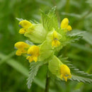 600 x Samen Wildblumensamen Gelb Gelb Cispy Nasenblume O3C0 Pflanzen P3Z2