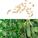 20pcs Cucumber Seeds Organic Russian Pickling Vegetable Fruit  Garden Plants