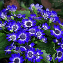 50pcs blue daisy seeds awesome easy to grow flower diy home garden decorDSR ^i