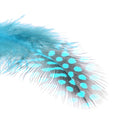 50 Dyed Guinea Fowl Feather Natural Fishing Millinery Craft DecorationOZ