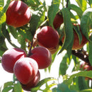10pcs sweet peach seeds dwarf peach tree bonanza peaches fresh fruit plants HR8~