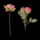 10 Branches Pressed Flowers Organic Dried Rose Flowers DIY Floral Art Decors