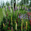 Wholesale 100x Mixed Russell Lupine Seeds Lupinus Beautiful Polyphyllus SH E1E6