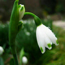 200X Galanthus Nivalis Common Snowdrop Flower Freezing Home V8T2 BI Plants S7J5