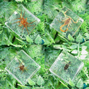 Creative Clear Amber Resins Insect Home Decorative Teaching Tools Insects G0D8