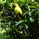 5x Imitation Animal Artificial Feather Macaw Parrot Bird Statue Yard Tree Lawn