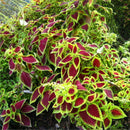 50 pcs mix colors blumei seeds colorful flower leaves plant home garden LJ