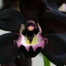 100pcs Black Cymbidium Faberi Orchid Flower Seeds Garden Decor Plant Need Supply
