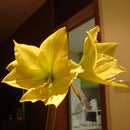 White Yellow Sunrise Amaryllis Bulbs Hippeastrum Bulbs Home Garden Decor Supply
