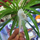 Natural Snail Snail Snail Venus Snail Shell Conch Aquarium Landscaping Wedd K1I8