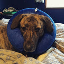 Inflatable Cat Dog Collar Pet E-Collar Alternative to Elizabethan Collar  M