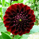30x dahlia colorÃƒÂ© grandes fleurs vivaces bulbes graines plante de P0Q5 jard H3P3