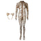 Open Crotch Bodysuit Leopard Sheer Catsuit Womens Double Zipper Long Sleeves