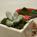 Garden Tools Set Cultivating Transplanting Mini Loosening Soil Home Use