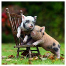 5D Diy Diamond Painting Drawing Pig Wall Mural Diamond Painting F3E7