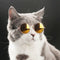 Lovely Dog Cat Glasses Pet Eye Protection Sunglasses Photos Props (Red) A