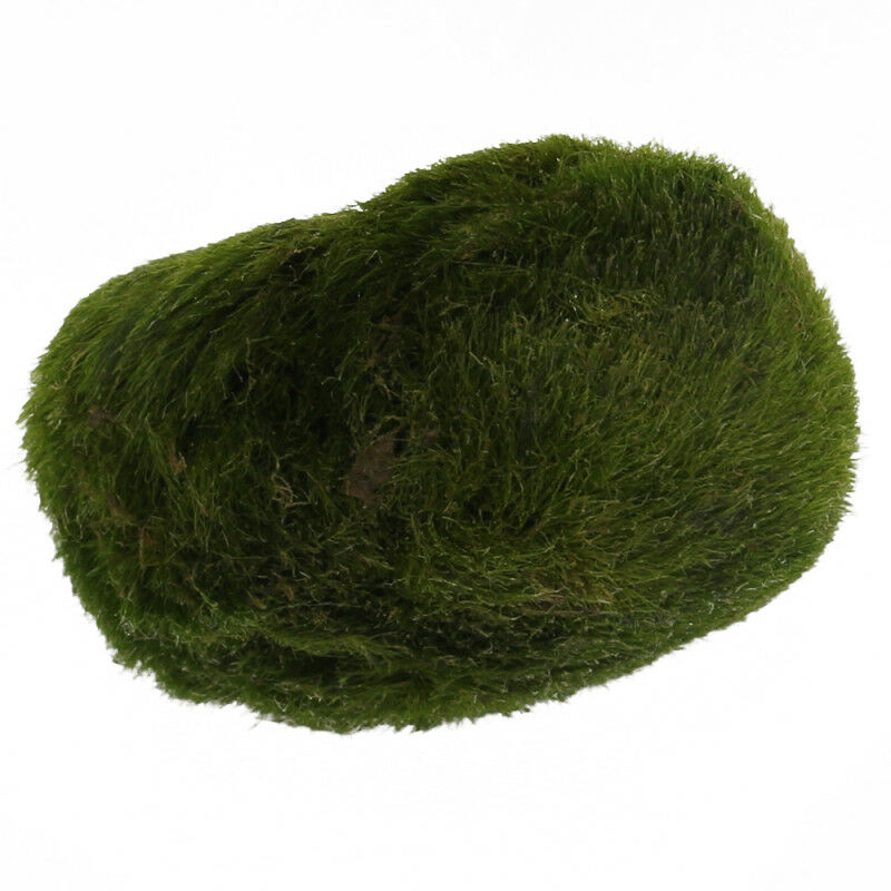 Marimo Ball Cladophora Live Aquarium Plant Fish Tank Betta Sea Triops