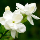 50pcs Jasmine Gardenia Seeds Light Fragrant White Color Bloom Five Petal DecoSP
