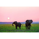 1000 Pieces Paper Jigsaw Puzzles Two Elephants Assembling Picture Kit