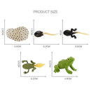 Plastic Life Cycle of Frog Ant Playset Cognitive Biology Toys Themed Party